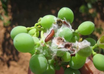 INTA Mendoza avanza en el desarrollo de un biocida sustentable contra la Lobesia Botrana