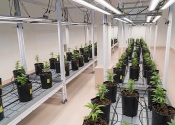 Cannabis medicinal: buscan control y seguridad con la creación del registro mendocino de autocultivo