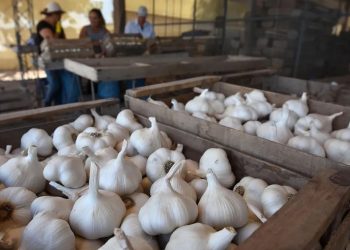 Productores de ajo en Mendoza preocupados por el aumento de los costos y la competitividad