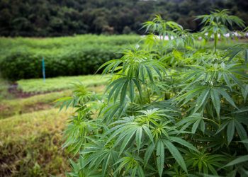 Cannabis medicinal y Cáñamo industrial: especialista local señala que es “fundamental” para el desarrollo mendocino