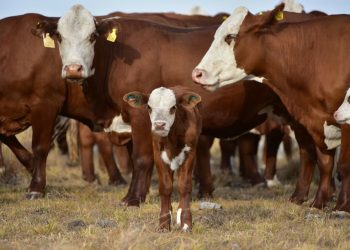 Presentaron el Plan de Destete Precoz para impulsarla ganadería local
