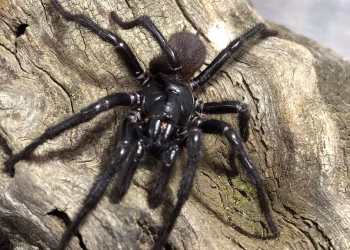 Cómo es la araña más peligrosa del mundo y dónde habita