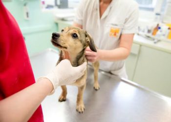 La ONG Al Recreo busca adopción para una perra que espera ayuda