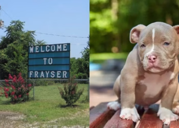 Un perro disparó accidentalmente un arma contra su dueño y el caso causó conmoción en Estados Unidos