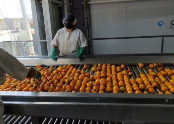 Conserveras y bodegas sanrafaelinas a “media máquina” por sobrestock e ingreso de importados