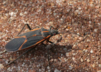 El INTA busca relevar la presencia de la “chinche del arce” en el sur mendocino