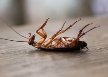 Adiós a las cucarachas: el insecticida infalible que se prepara con tres ingredientes comunes en toda cocina