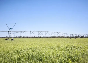 El gobierno nacional destacó al forraje ganadero como la “nueva visión productiva en el sur de Mendoza”