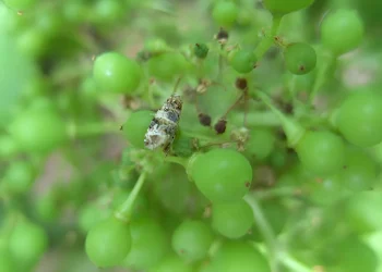Las dos plagas más dañinas que han dejado en jaque a los productores de Mendoza