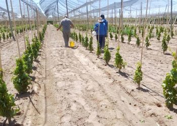 Trabajan en una fuerte reestructuración interna en las estaciones del INTA