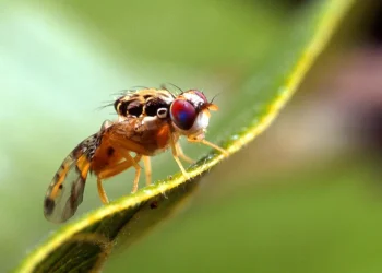 Declararon la emergencia fitosanitaria en Mendoza por la presencia de la Mosca del Mediterráneo