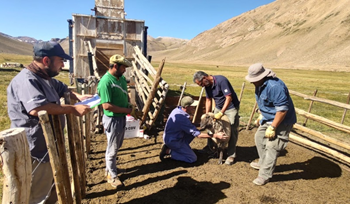 Monitoreo reproductivo del ganado: el “Plan Carnero” busca optimizar la producción ovina