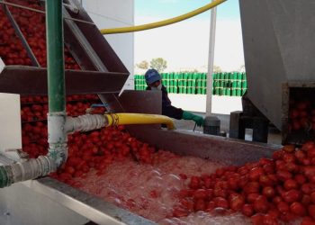 Alertan en la industria por la llegada de tomate desde Chile, China y hasta Paraguay