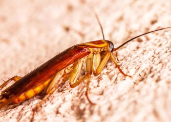Insólito: Un preso fingió tener una cucaracha en el oído para escapar de la cárcel de Mar del Plata