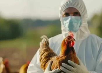 Detectaron el primer caso de gripe aviar humano en una niña de tres años en México