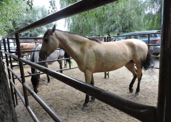 Rematarán 12 equinos y 13 bovinos retenidos en diferentes operativos en San Rafael y Alvear