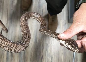 Hallazgo y liberación de serpiente autóctona en Valle Grande