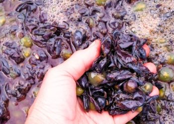 El Centro de Desarrollo Vitícola Zona Sur alerta sobre el impacto de la lluvia en el proceso de vinificación