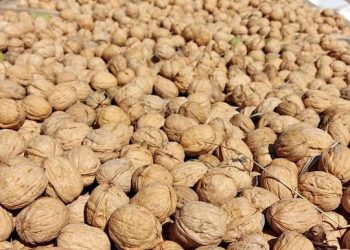Temporada de nueces: Productores locales las venden desde $5 mil el kilo en San Rafael
