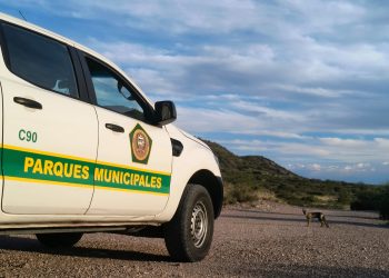 Avistaje de zorros en Valle Grande: Guardaparques piden que no se los alimente