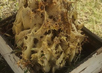 Operativo de rescate “salvó” a miles de abejas en Rama Caída