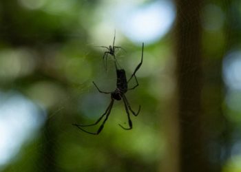 Por qué no hay que aplastar a las arañas: las consecuencias pueden ser muy graves