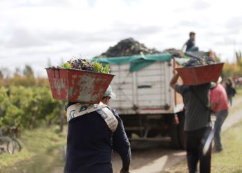 Vendimia en San Rafael: la cosecha de uvas creció un 20% y se elabora una alta cuota de mosto