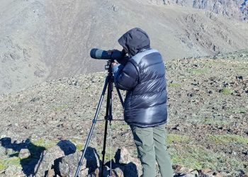 El monitoreo de cóndores andinos en Mendoza sigue arrojando datos alentadores