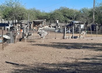 Alvear: descubren un corral de ñandúes clandestino