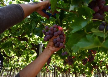 No todo es vino: las uvas para mesa y pasas suman 143 hectáreas en San Rafael