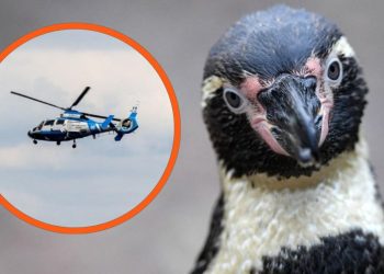 Pingüino transportado en una caja causó accidente de helicóptero en Sudáfrica
