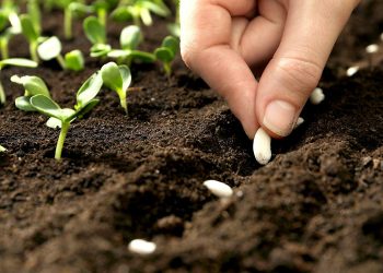 Curso de autoproducción de semillas hortícolas y multiplicación de aromáticas