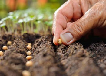 Huerta de otoño invierno: brindan curso de autoproducción de semillas