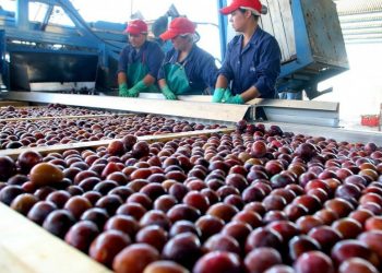 Caída en la producción, aranceles y nuevos mercados: el complejo escenario de la ciruela en Mendoza