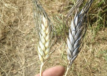 No tiene alteraciones genéticas: buscan productores para replicar el cultivo del “trigo antiguo” en San Rafael