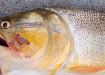 Pescó un dorado con una estremecedora deformidad, publicó las fotos y el shock fue total: “Es la primera vez que veo algo así”