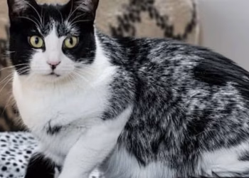 Asombroso: Un nuevo color de gatos permitió revelar el origen de los diferentes pelajes de las mascotas 