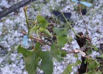 Aseguran que el granizo afectó solo un 4% de la superficie cultivada del sur mendocino