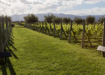 San Rafael es el segundo departamento con más viñedos de Argentina