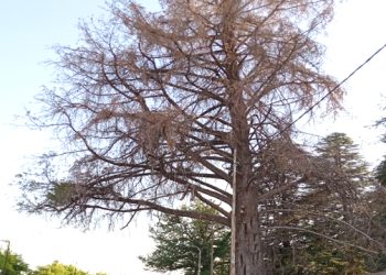 Un Ciprés histórico que murió enfrentándose al “progreso”