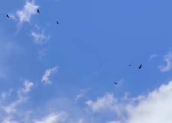 Impactante video muestra a cóndores «adueñándose» del cielo en Valle Grande