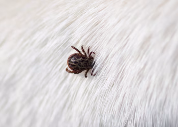 Chau garrapatas en tus mascotas: la planta que las elimina para siempre