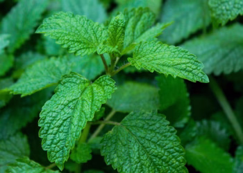 Cuál es la planta que ayuda a mejorar la salud del hígado