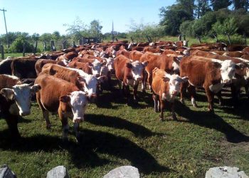 San Rafael es uno de los departamentos de Argentina donde hay más ganado que personas