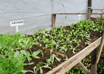 Capacitarán a sanrafaelinos para que puedan “autoproducir” sus propias semillas de huerta