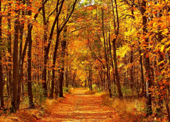 Cuáles son las mejores actividades para hacer en otoño, según la IA