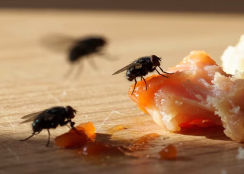 Pocas personas lo saben: la hierba que tenés que poner en la mesada para ahuyentar a las moscas de la cocina