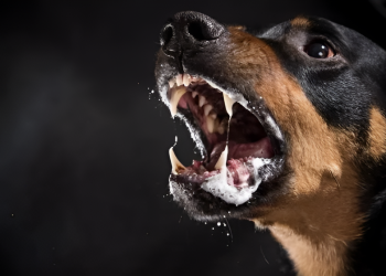 Rabia en Mendoza: cómo proteger a las mascotas y cada cuánto se debe aplicar la vacuna