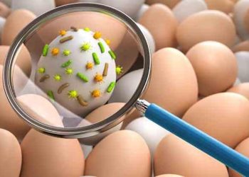 Argentina en alerta: Tras 21 años, se registró un brote de fiebre tifoidea