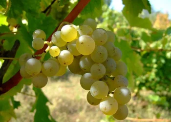 Día del Sauvignon Blanc: ¿Cuál es su presencia en San Rafael?